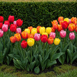 Green boutiQ - Blumenzwiebeln - Tulpe Darwin Hybrid Mischung - Verschiedene Farben - 40 Stück - Zwiebelgröße 10/12