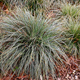Green boutiQ - Ziergräser - Carex oshimensis Everest - Weiß und Grün - 2 Pflanzen - Immergrün - Pflegeleicht - Topf 17cm Höhe 50cm