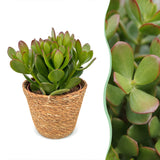 Arbre de jade avec paniers - Crassula ovata - H 16 cm, pot Ø12 cm - photo 7