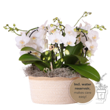 Orchidées Phalaenopsis blanches Niagara Fall en panier Cotton - bouquet retombant de 6 hampes - H 40 cm, pots Ø9 cm