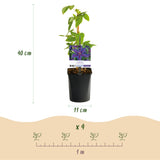 Green boutiQ - Kletterpflanze - Clematis Mrs. N. Thompson - Blüte Rosa - Pflegeleicht - 2 Pflanzen - Topf 11cm Höhe 40cm