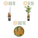 Kiwi Hayward femelle - Actinidia deliciosa - 2 plants - H 50 cm, pot Ø15 cm