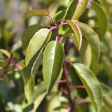 Green boutiQ - Haagpflanzen - Prunus lusitanica Angustifolia - grünes Blatt - 6 Pflanzen - 1 laufender Meter - immergrün - Topf 17cm Höhe 50cm
