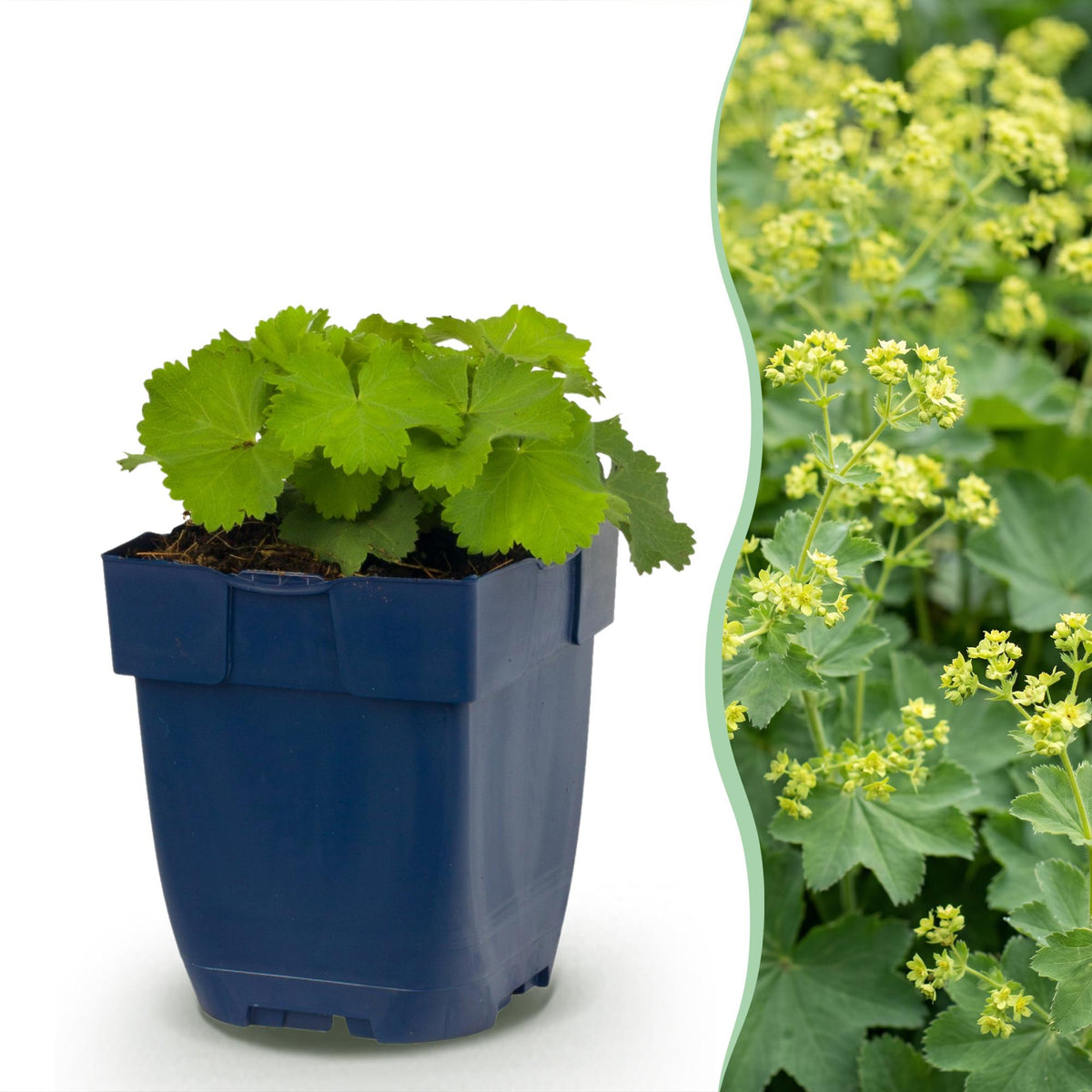 Alchémille - Alchemilla mollis - H 15-25 cm, pot Ø11 cm - photo 12
