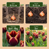 Tulipe My Favourite Topping en mélange - calibre 11/12