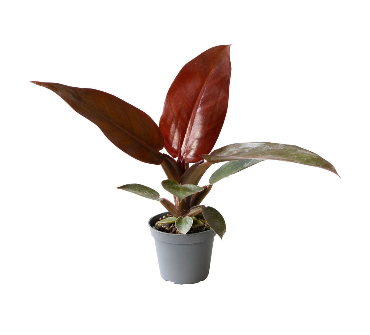 Mini Philodendron Sun Red - Philodendron hybride - H 10 cm, pot Ø6 cm