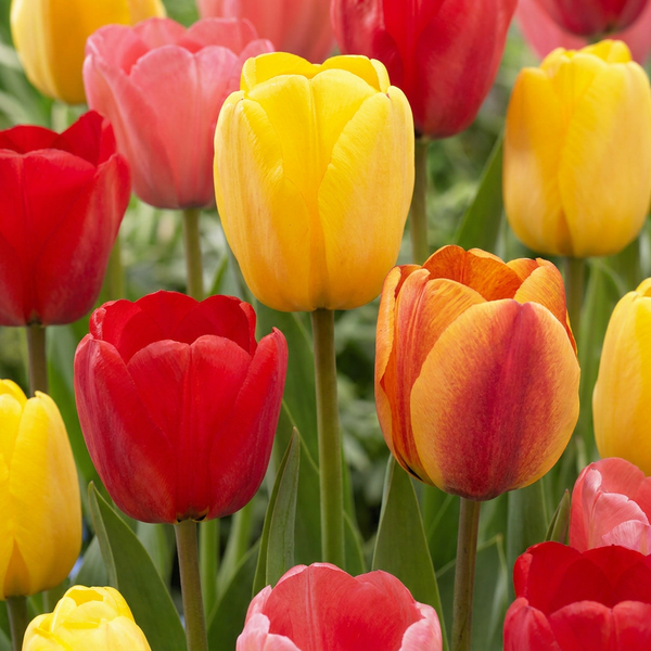 Tulipe Darwin hybride en mélange - calibre 11/12