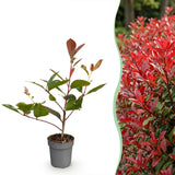 Kit haie Photinia Red Robin - H 25-35 cm, pot Ø9 cm