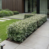 Kit haie Elaeagnus Compacta - H 25-35 cm, pot Ø9 cm