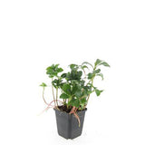 Pachysandra Green Sheen en godet - Pachysandra terminalis - H 10-25 cm, pot Ø9 cm - photo 3