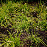 Green boutiQ - Ziergräser - Carex oshimensis Everillo - Gelb - 4 Pflanzen - Immergrün - Wenig Pflege - Topf 17cm Höhe 50cm