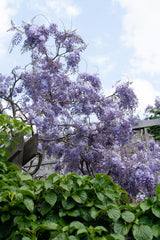 Wisteria sinensis 'Prolific' – Chinesischer Blauregen – Ø15cm – ↕65cm
