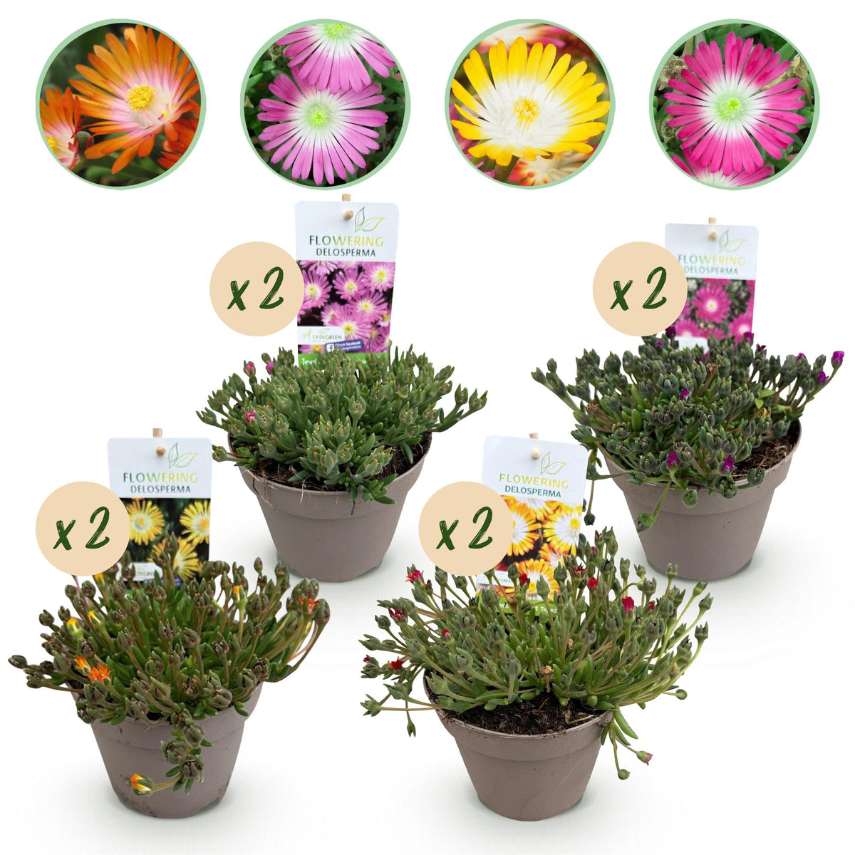 Green boutiQ - Bodendecker - Winterhart - Delosperma Jewel of Dessert - 8 Pflanzen - Farben Rot - Orange - Lila - Rosa - Wenig Pflege - Topf 14 Höhe 17