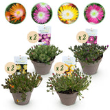 Green boutiQ - Bodendecker - Winterhart - Delosperma Jewel of Dessert - 8 Pflanzen - Farben Rot - Orange - Lila - Rosa - Wenig Pflege - Topf 14 Höhe 17