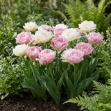 Tulipe double Double Sensation en mélange