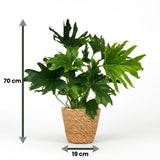 Green boutiQ - Zimmerpflanze - Philodendron - Philodendron Lickety Split - Grün - Pflegeleicht - 1 Pflanze - mit Korb - Topf 19cm - Höhe 70cm