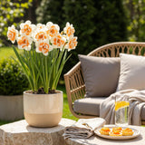 Green boutiQ - Blumenzwiebeln - Narzisse Replete - Farbe Weiß und Orange - 10 Stück - Zwiebelgröße 10/12 - XXL Pack