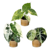 Baby Alocasia Tricolour Variegata avec cache-pots Linnea miel - lot de 3 mini plantes
