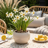 Green boutiQ - Blumenzwiebeln - Narzisse Recurvus - Farbe Weiß - 10 Stück - Zwiebelgröße 12/14 - XXL Pack