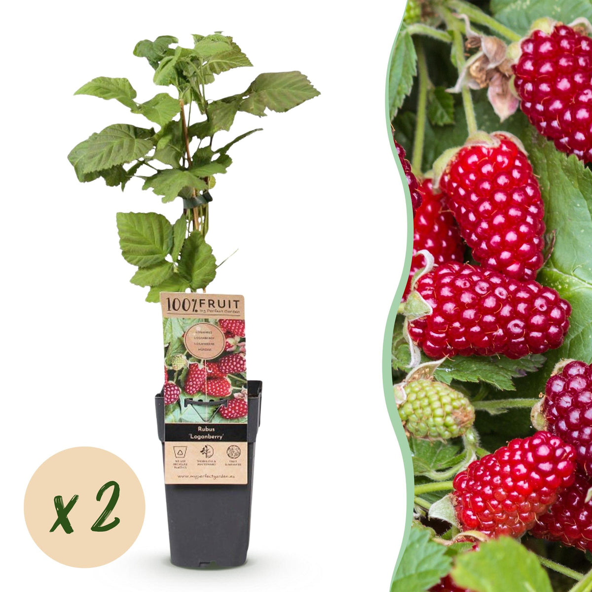 Loganberry sans épines - Rubus x loganobaccus - 2 plants - H 50 cm, pot Ø15 cm