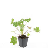 Géranium à grosses racines Ingwersen's Variety en godet - Geranium macrorrhizum - H 10-25 cm, pot Ø9 cm - photo 2