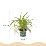 Green boutiQ - Zimmerpflanze - Zyperngras - Calissia - Grünlilie - 3er-Mix - Tierfreundliche Pflanzen - Grün - 3 Pflanzen - mit Korb - Topf 12cm - Höhe 20cm