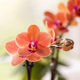 Orchidée Phalaenopsis orange Mineral Bolzano - cache-pot Flare cognac et boîte cadeau - pot Ø9 cm