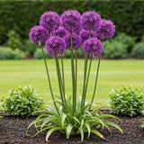 Green boutiQ - Blumenzwiebeln - Allium Purple Rain - Farbe Lila - 40 Stück - Zwiebelgröße 10/12