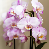 Orchidée Phalaenopsis rose Niagara Fall Xanion avec cache-pot Horizon rose clair
