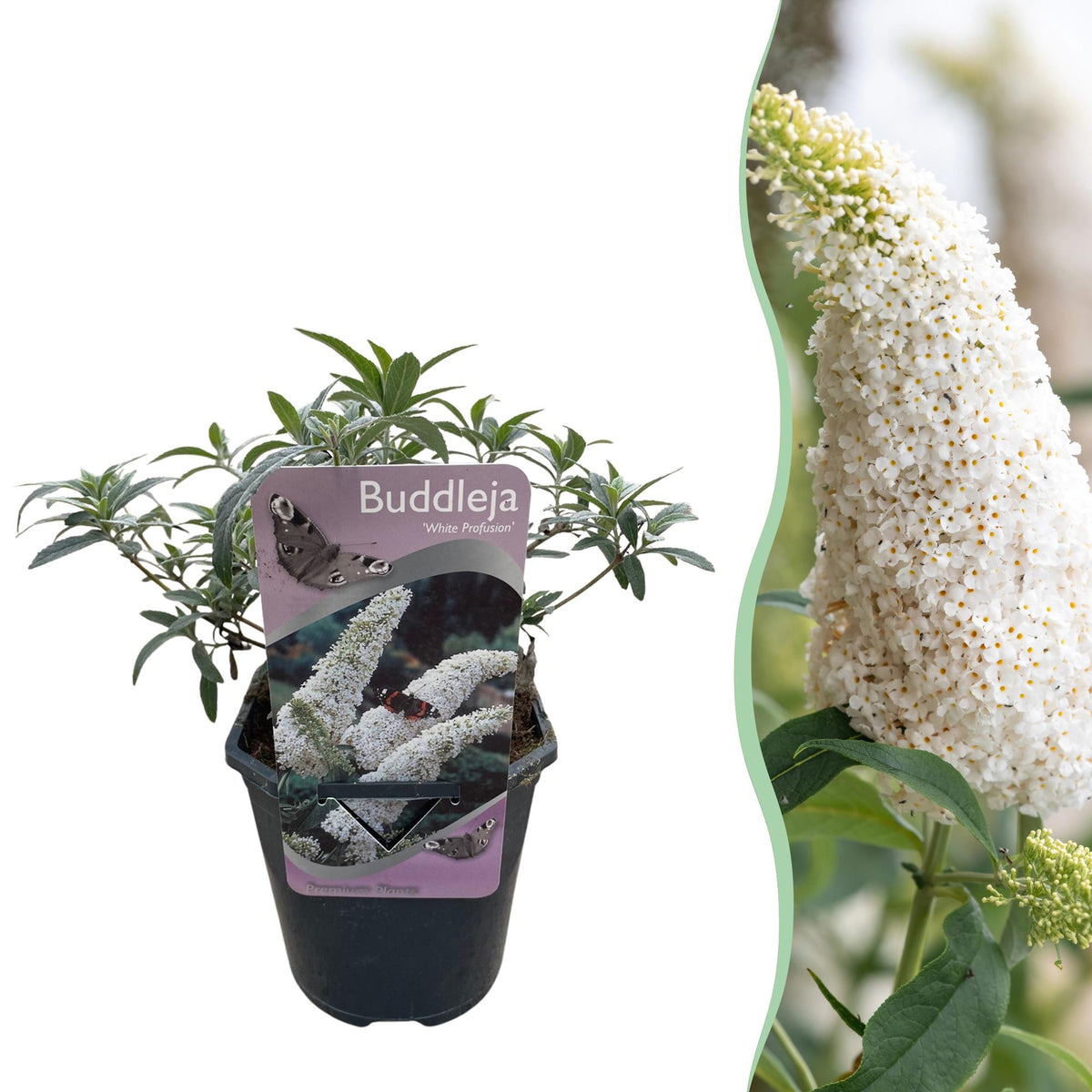 Green boutiQ - Sommerflieder - Buddleja davidii White Profusion - Blüte Weiß - 1 Pflanze - Laubabwerfend - Schmetterlingsanziehend - Topf 17cm Höhe 25cm