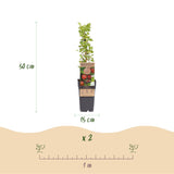 Groseillier à maquereau rouge Hinnonmäki Röd - Ribes uva-crispa - 2 plants - H 50 cm, pot Ø15 cm