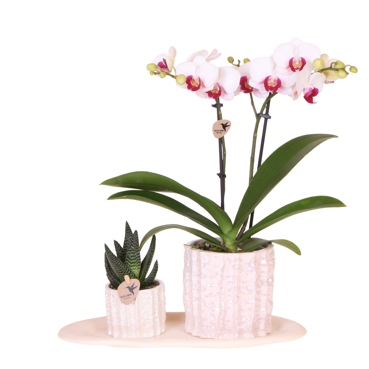 Orchidée Phalaenopsis blanche Mineral Gibraltar et succulente - coffret Oyster - pot Ø9 cm