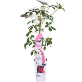 Parthenocissus henryana – Chinesischer Wilder Wein – Ø15cm – ↕65cm