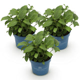 Green boutiQ - Gartenpflanze - Hortensie Endless Summer Blue - Pink - White - Winterhart - Blau - Rosa - Weiß - 3 Pflanzen - Topf 14cm - Höhe 20-25cm