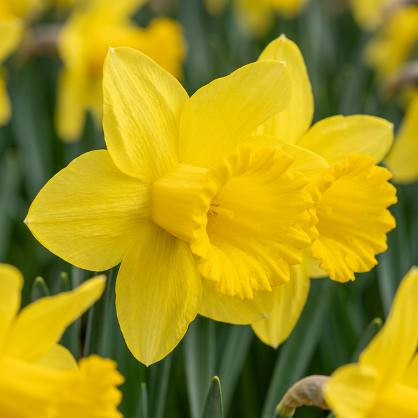 Narcisse Carlton