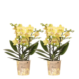 Orchidées Phalaenopsis jaunes Blossom Albenga - lot de 2 - pot Ø9 cm