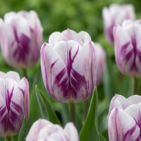 Tulipe triomphe Flaming Flag