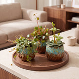Baby Peperomia avec cache-pots cuivre - Hope, Pepperspot et prostrata - lot de 3