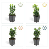 Fusain du Japon Green Spire en godet - Euonymus japonicus - H 10-25 cm, pot Ø9 cm - photo 4
