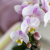 Kolibri Orchids | Rosa Orchidee Portugal + Bloom Übertopf - Topfgröße Ø9cm | blühende Zimmerpflanze - frisch vom Züchter