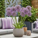 Green boutiQ - Blumenzwiebeln - Allium Christophii - Farbe Lila - 15 Stück - Zwiebelgröße 10/2 - XXL Pack
