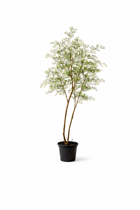 Künstlicher Strauch Cassia h180cm