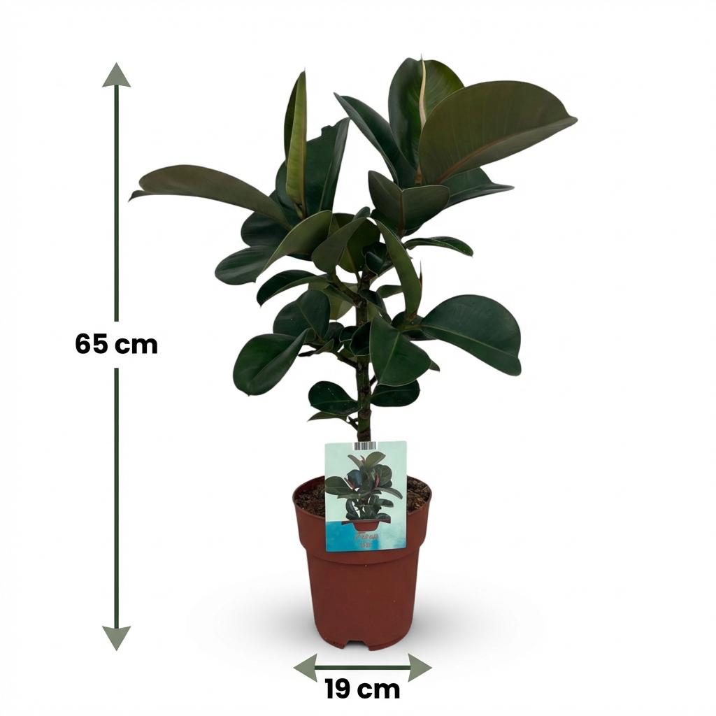 Green boutiQ - Zimmerpflanze - Gummibaum - Ficus Elastica Cloe - Grün - Pflegeleicht - 1 Pflanze - Topf 19cm - Höhe 65cm