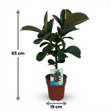 Green boutiQ - Zimmerpflanze - Gummibaum - Ficus Elastica Cloe - Grün - Pflegeleicht - 1 Pflanze - Topf 19cm - Höhe 65cm