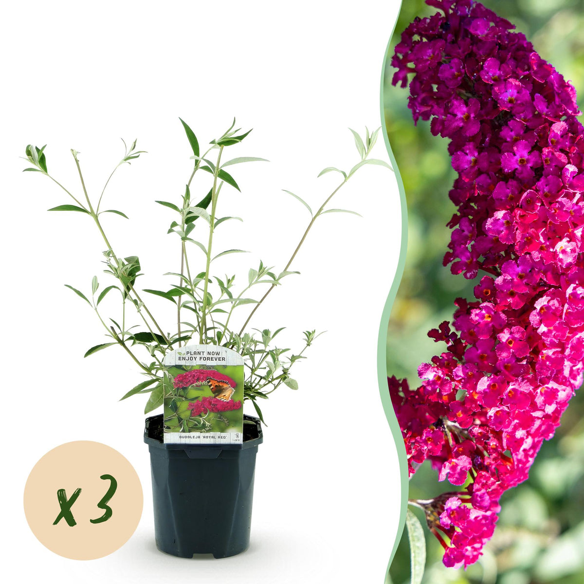 Green boutiQ - Gartenpflanze - Buddleja davidii Royal Red - Schmetterlingsstrauch - Winterhart - Rot - 3 Pflanzen - Topf 17cm - Höhe 45cm