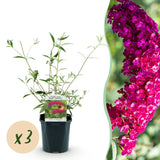 Green boutiQ - Gartenpflanze - Buddleja davidii Royal Red - Schmetterlingsstrauch - Winterhart - Rot - 3 Pflanzen - Topf 17cm - Höhe 45cm