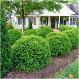 2 x 6er-Pack Buxus NewGen Freedom – Winterharte Immergrüne Sträucher 12 x Ø7 cm - ↕15 cm | Kompakter Buchsbaum