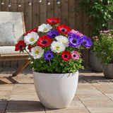 Green boutiQ - Blumenzwiebeln - Anemone de Caen mix - Verschiedene Farben - 30 Stück - Zwiebelgröße 5/6 - XXL Pack