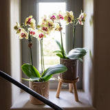 Orchidée Phalaenopsis jaune et rouge Diamond Uruguay - H 35 cm, pot Ø9 cm