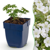 Géranium sanguin blanc Album - 12 plants - H 15-25 cm, pot Ø11 cm